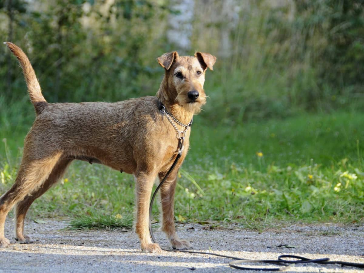 Irish Terriers A Comprehensive Guide to Their Dominant and Courageous Personality PetHelpful
