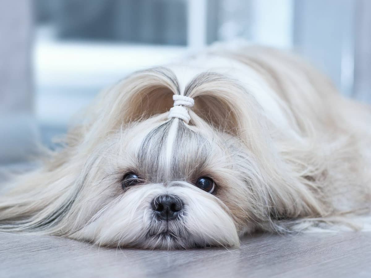 Shih tzu hip dysplasia treatment cheap