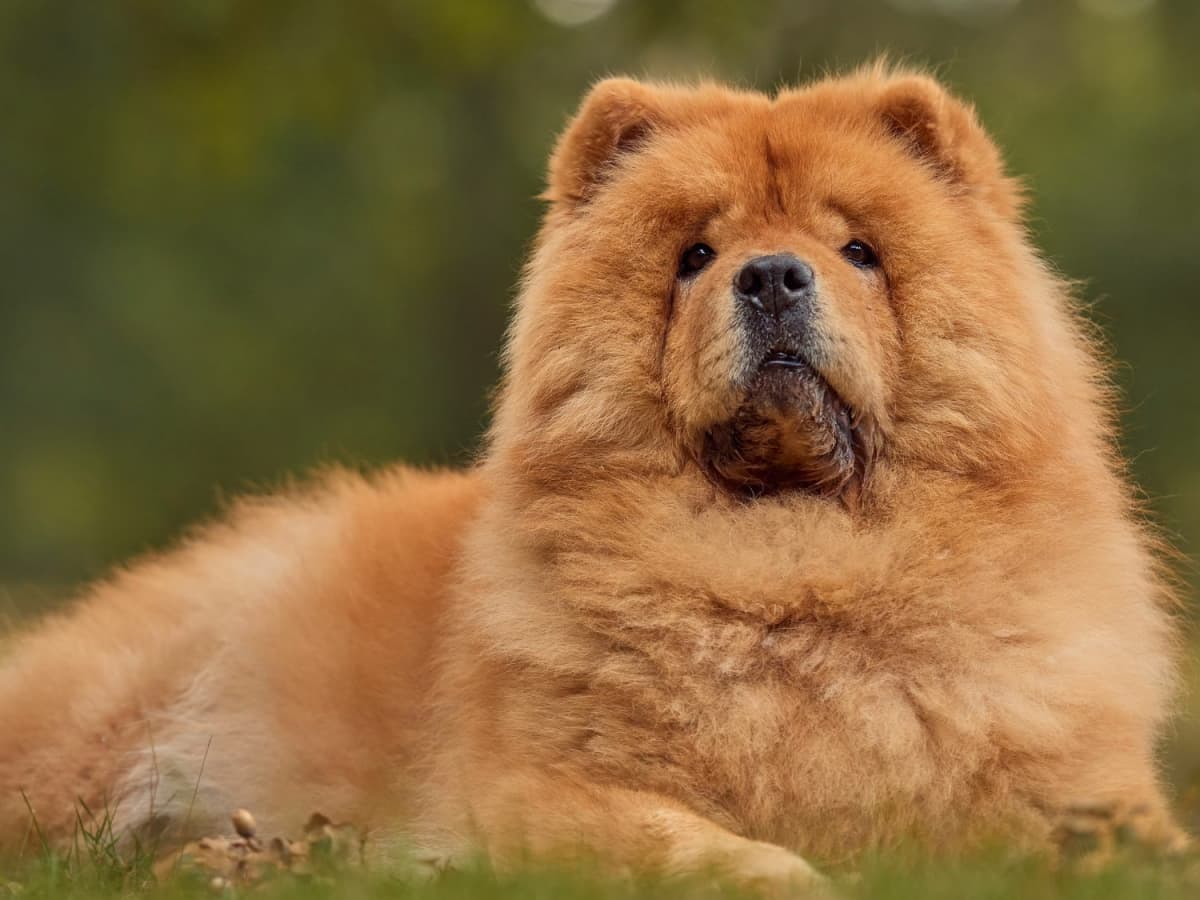 Original chow chow sale