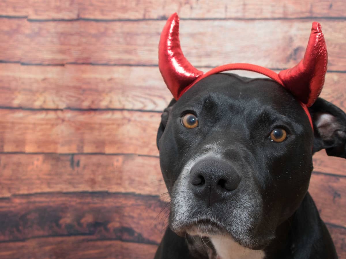 Pitbull dressed up for halloween sales