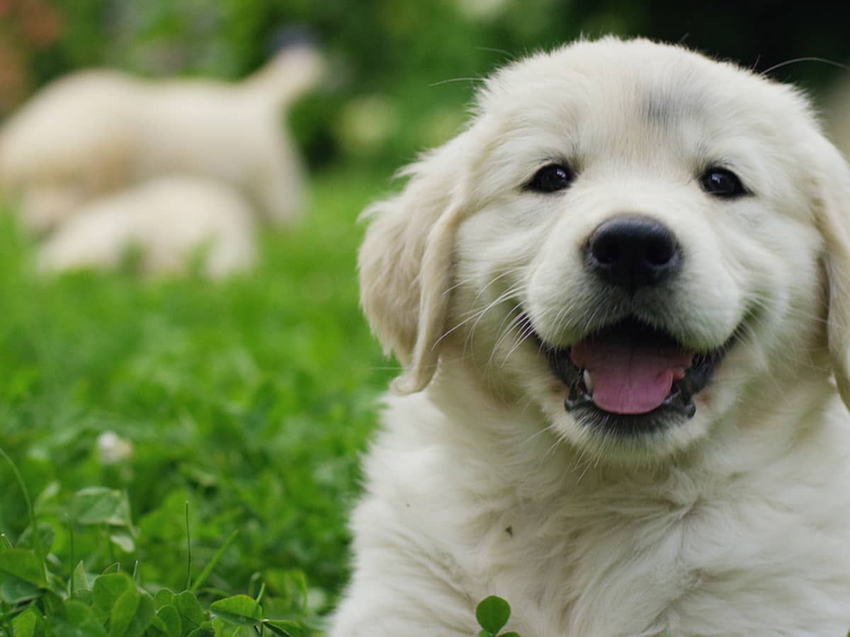 Young golden retriever best sale