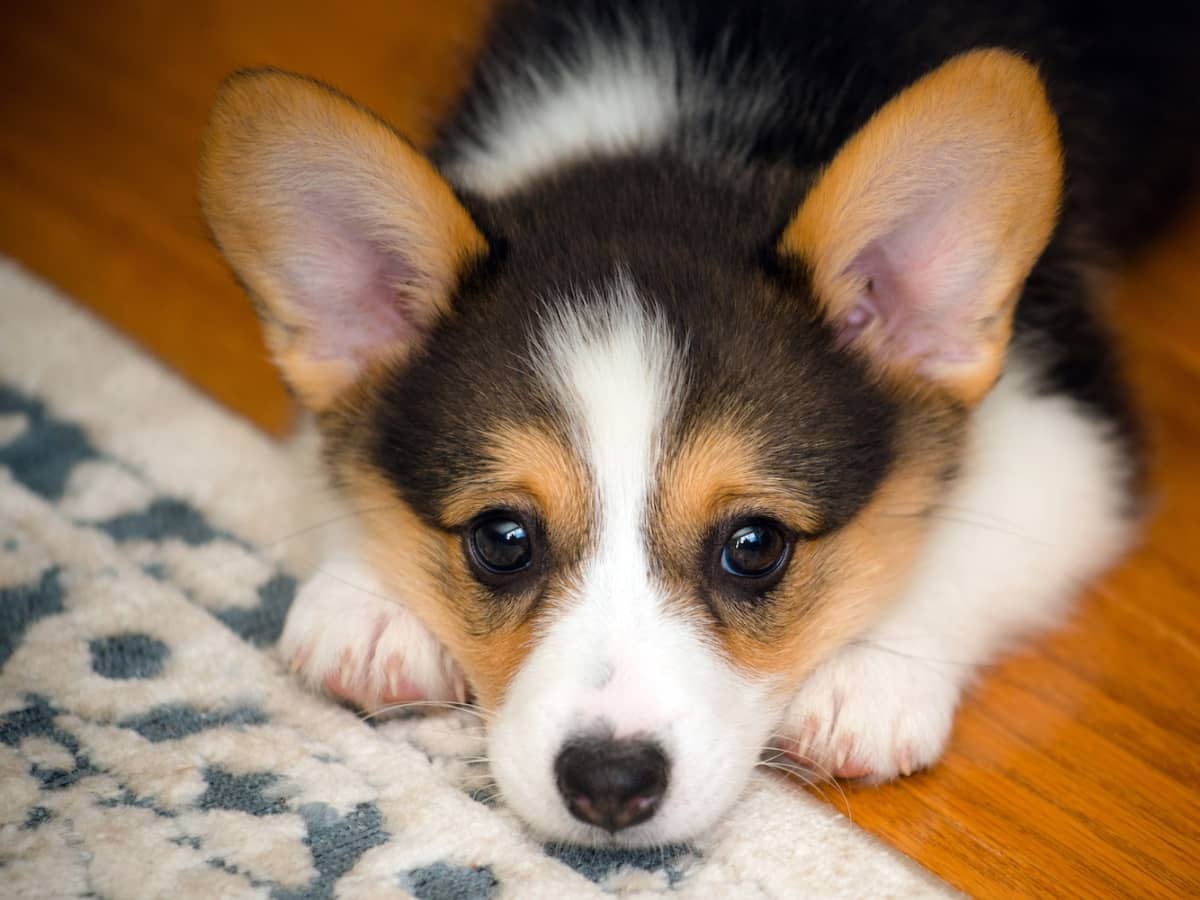 Black and 2024 white corgi puppy