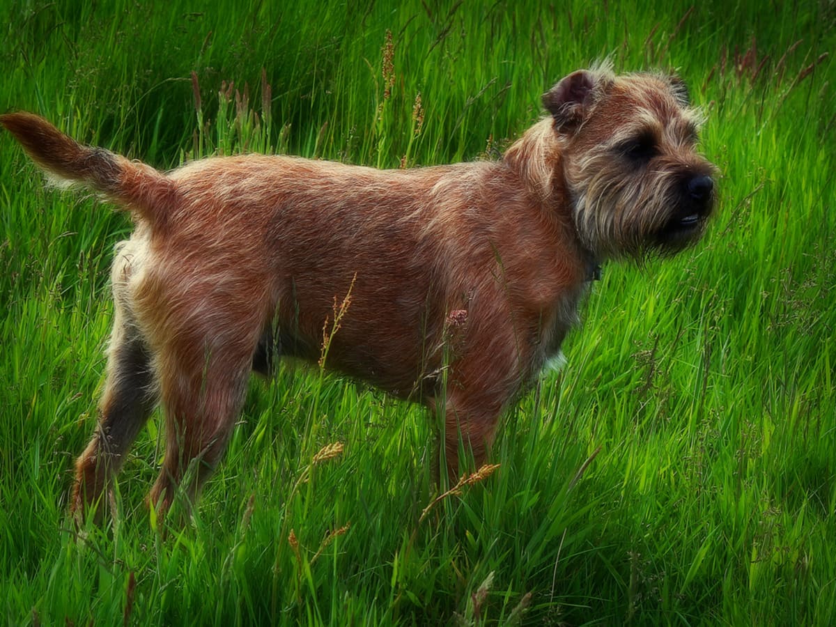 Small border terrier cheap