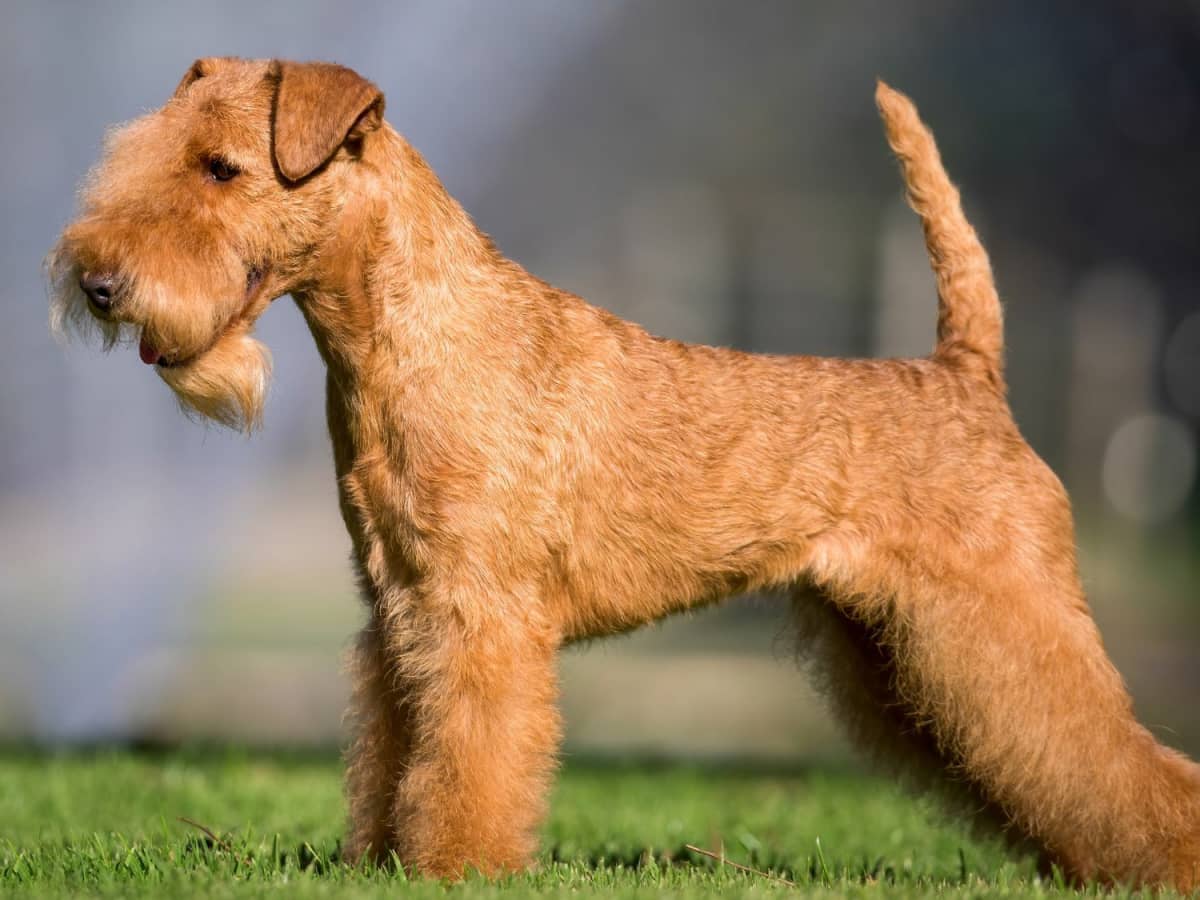 The Lakeland Terrier A Comprehensive Guide to Their Characteristics Care and History PetHelpful