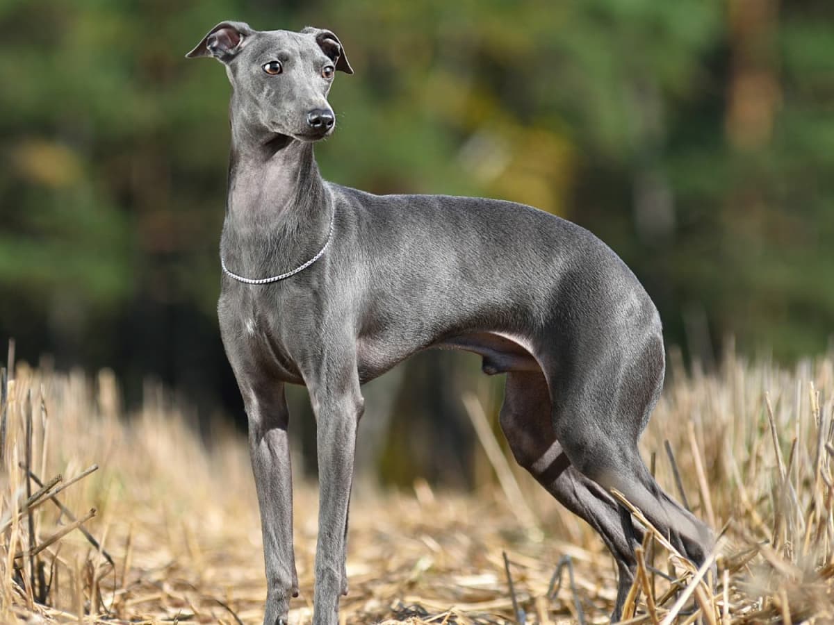 Small greyhound dog discount