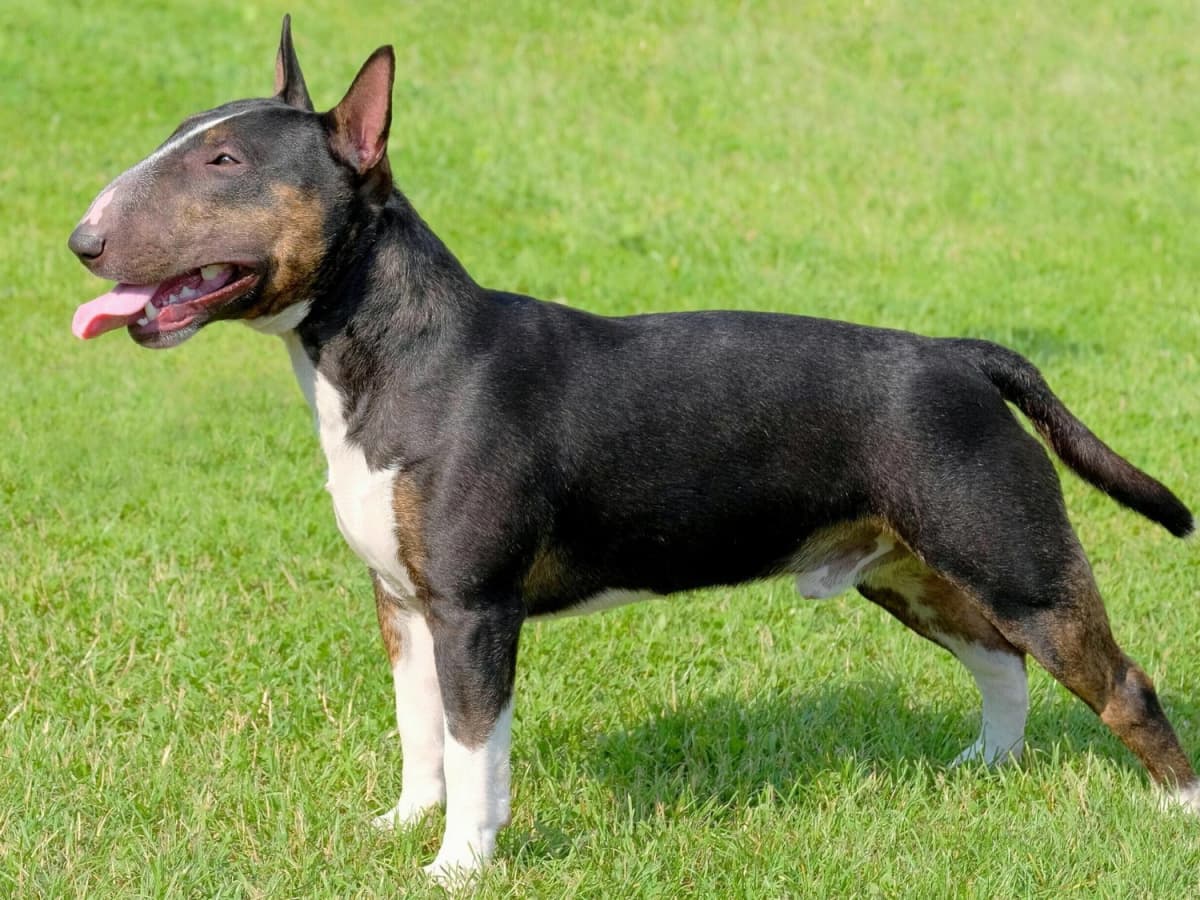 Small english terrier outlet