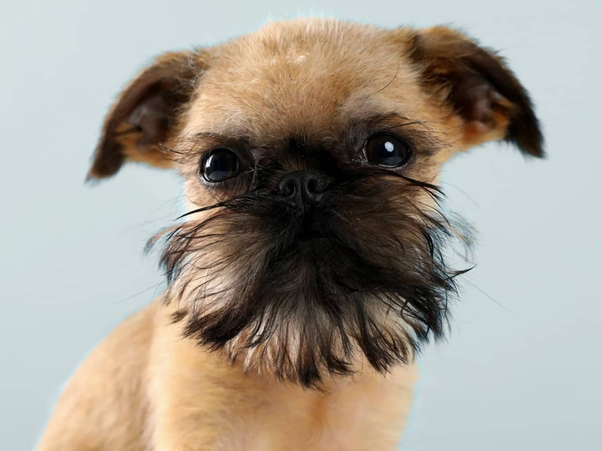 Smooth coat brussels griffon puppy outlet