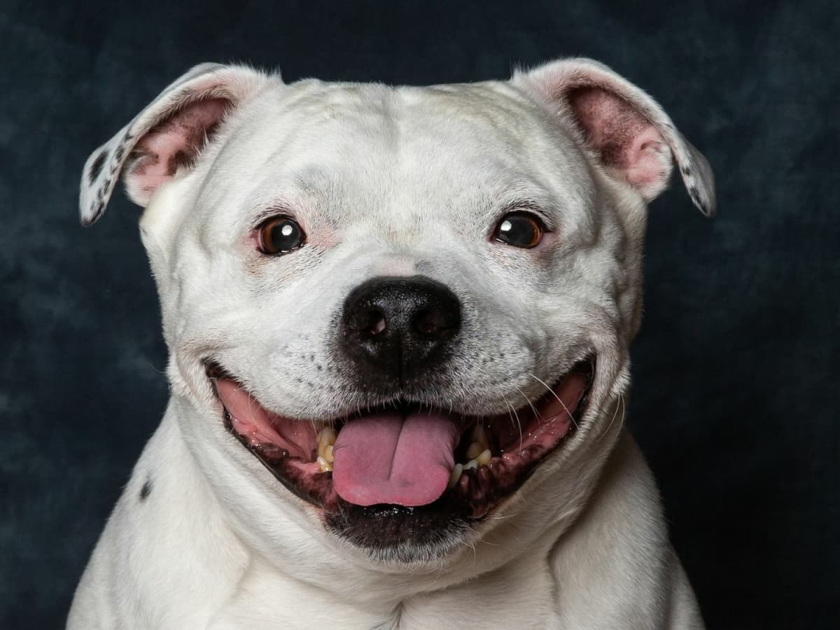 A Comprehensive Guide to the Staffordshire Bull Terrier History Care and Training PetHelpful