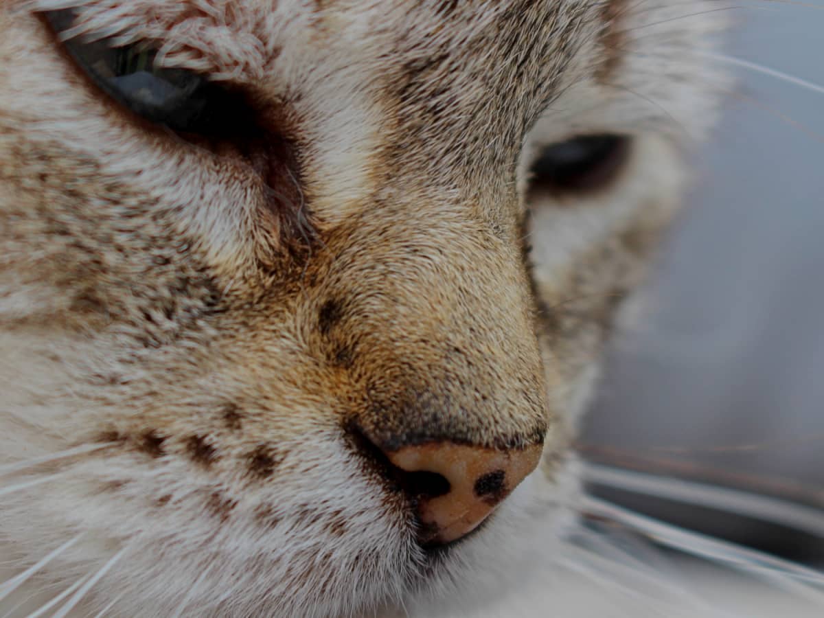 Cat fungal infection nose treatment outlet