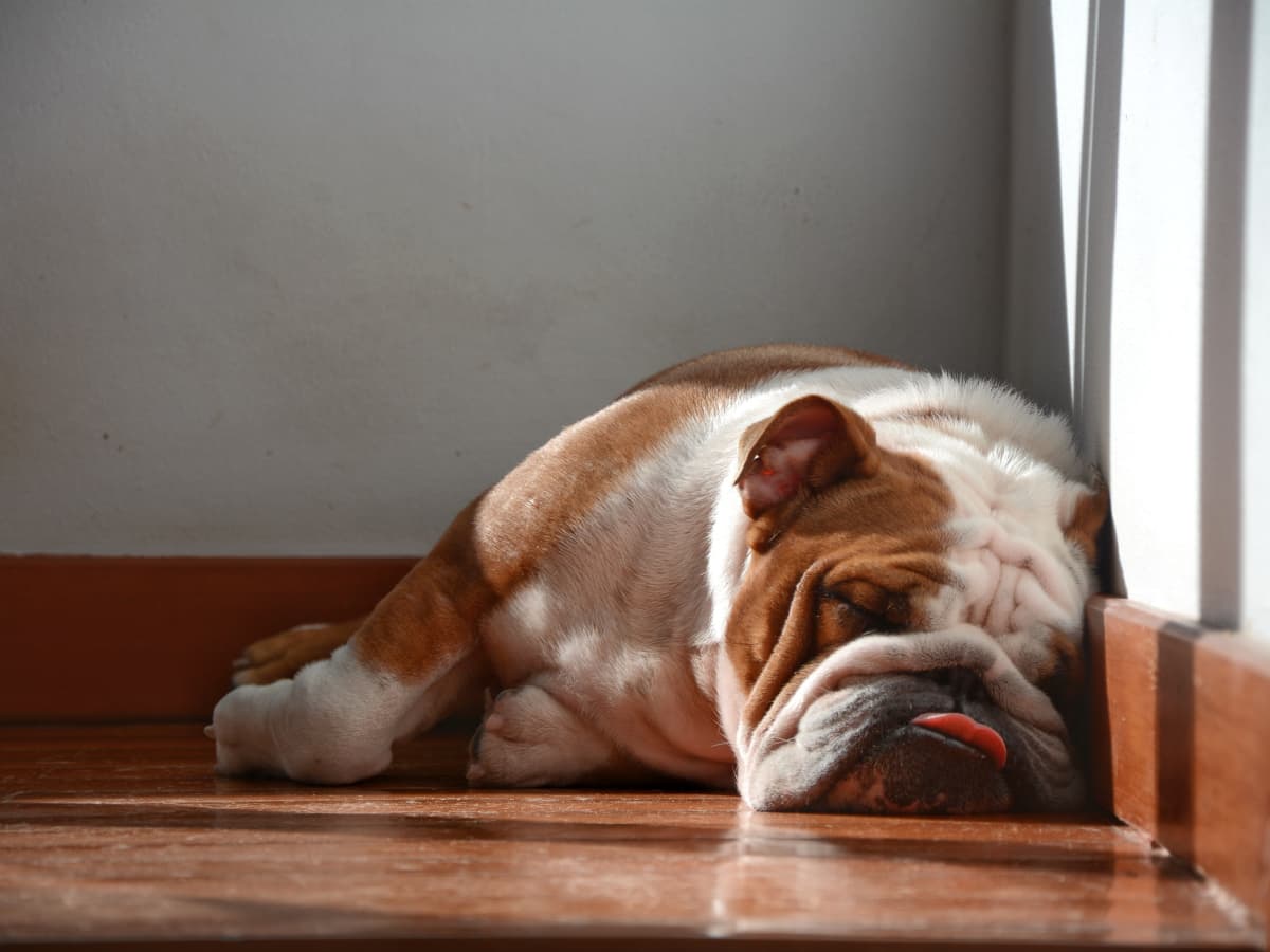 Sleepy bulldog clearance