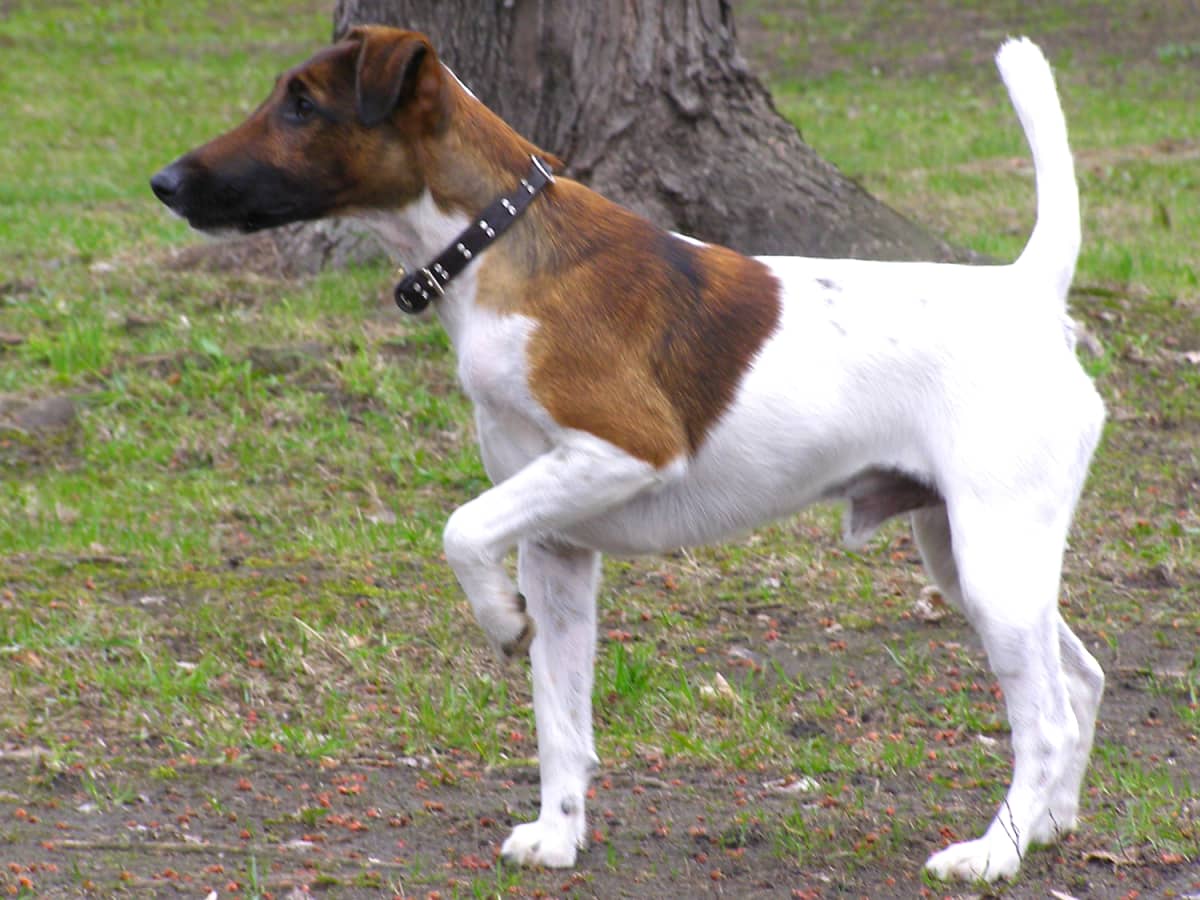 Smooth Fox Terrier The Energetic and Playful Companion for Every Household PetHelpful