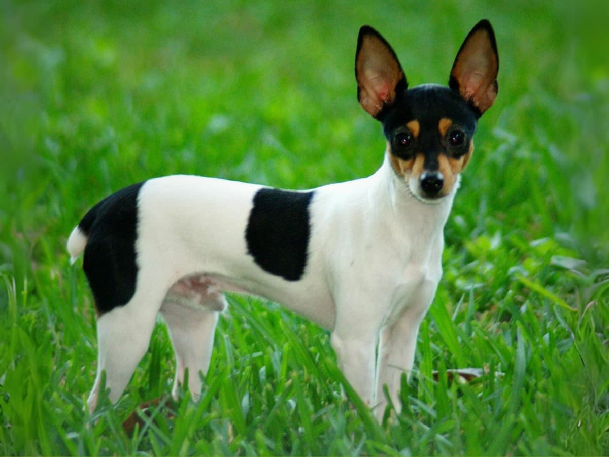 Rat terrier toy fox terrier cheap
