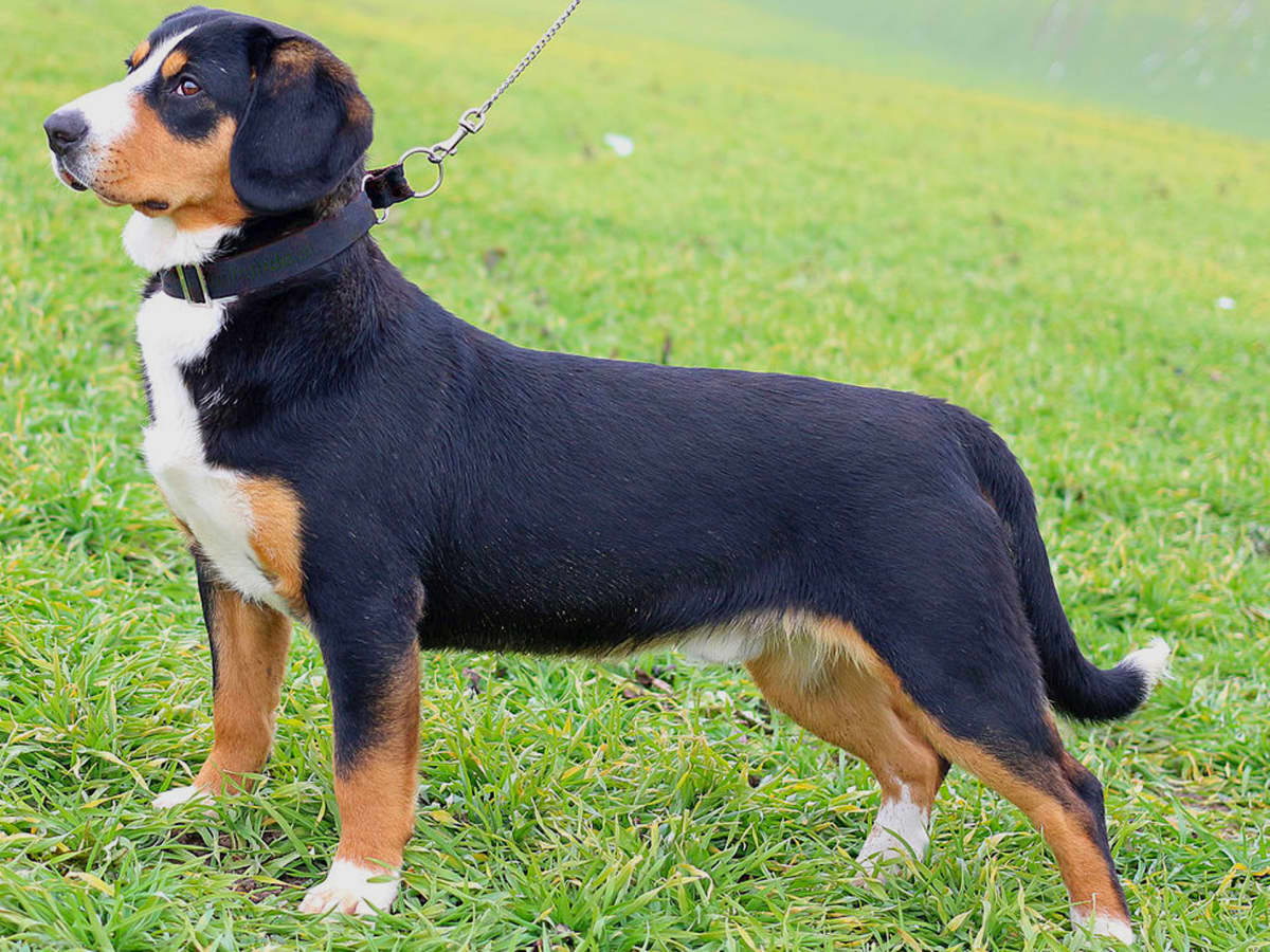 Small swiss mountain dog top