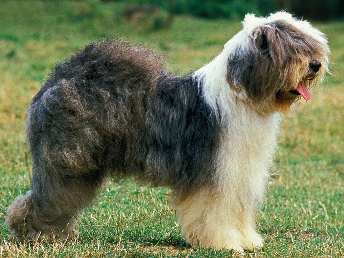 Old english sheepdog merle best sale