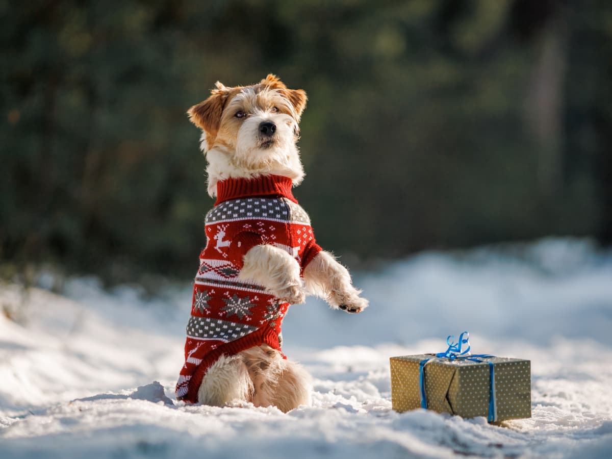 Cozy dog sweaters store