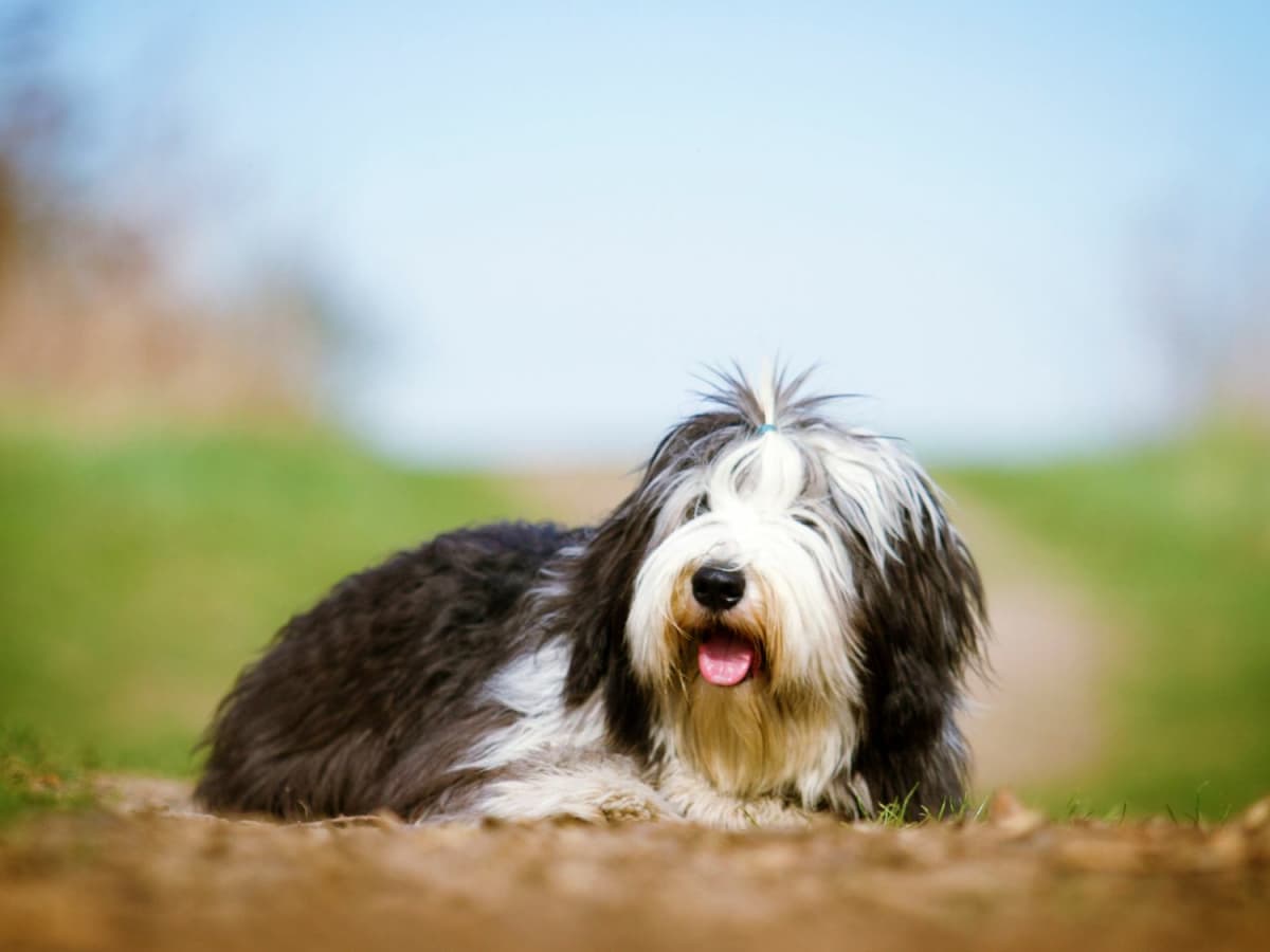 Bearded collie dogs long hair clearance