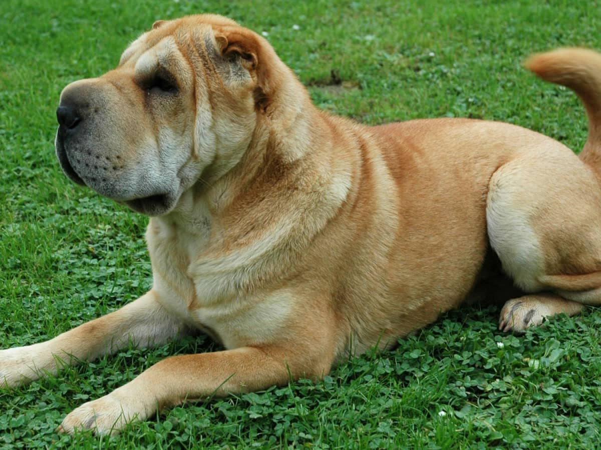 The Chinese Shar Pei An Ancient Breed With a Regal Presence PetHelpful
