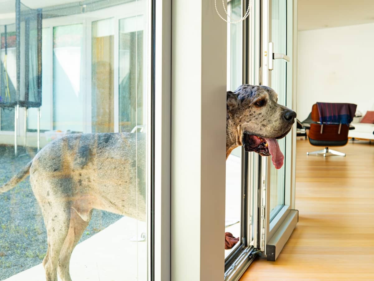 Great Dane Refusing to Cross the Cat at Doggy Door Is the Cutest Big Baby PetHelpful News