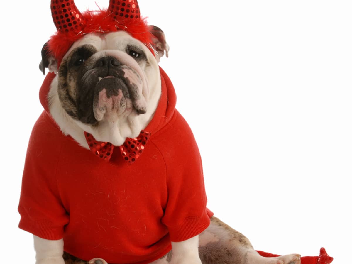 English Bulldogs Put On a Halloween Costume Fashion Show and It s Just Too Cute PetHelpful