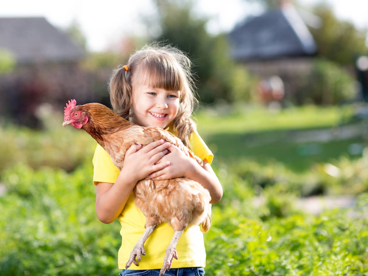 Baby doll chicken sales