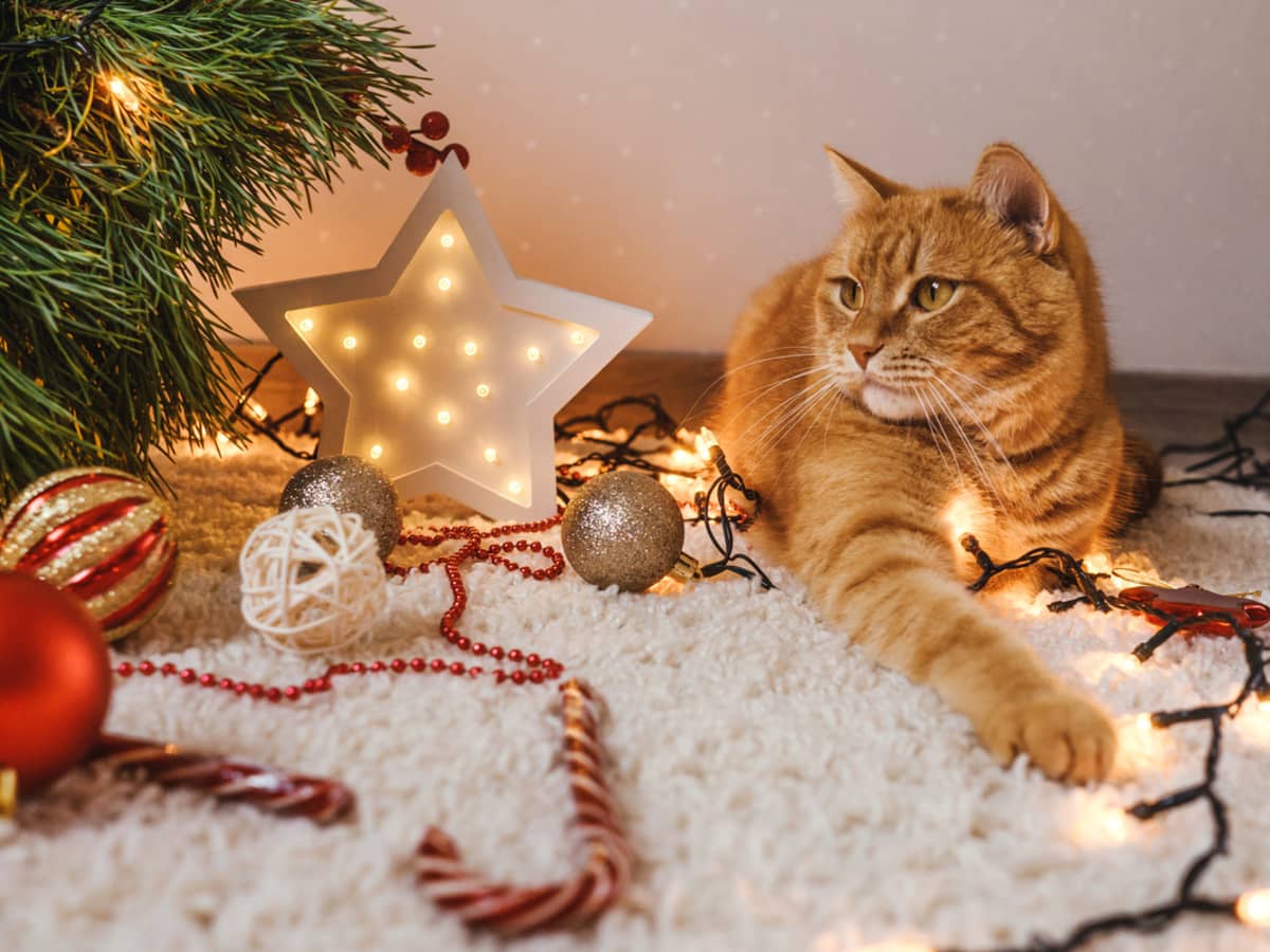 Cat with christmas lights top