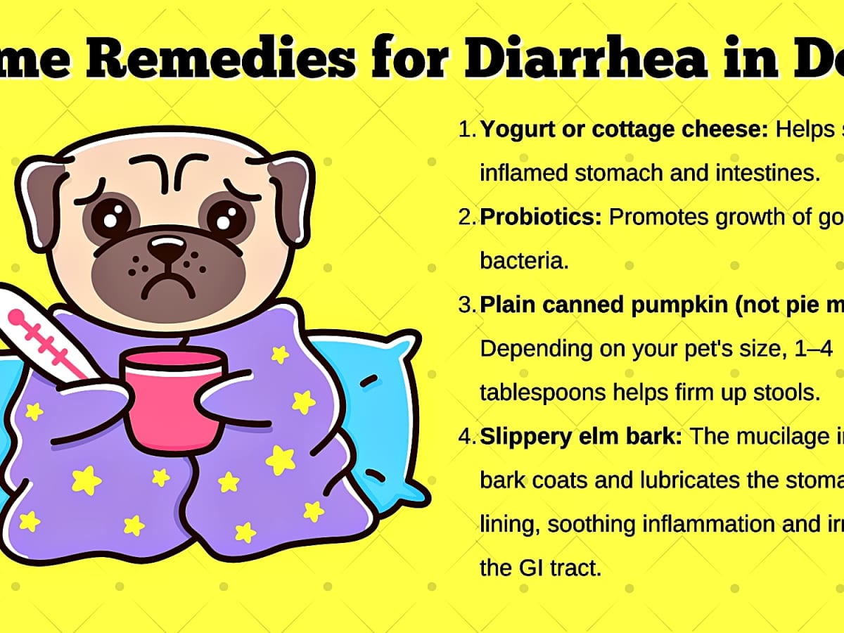 What to give a dog for upset stomach and vomiting top