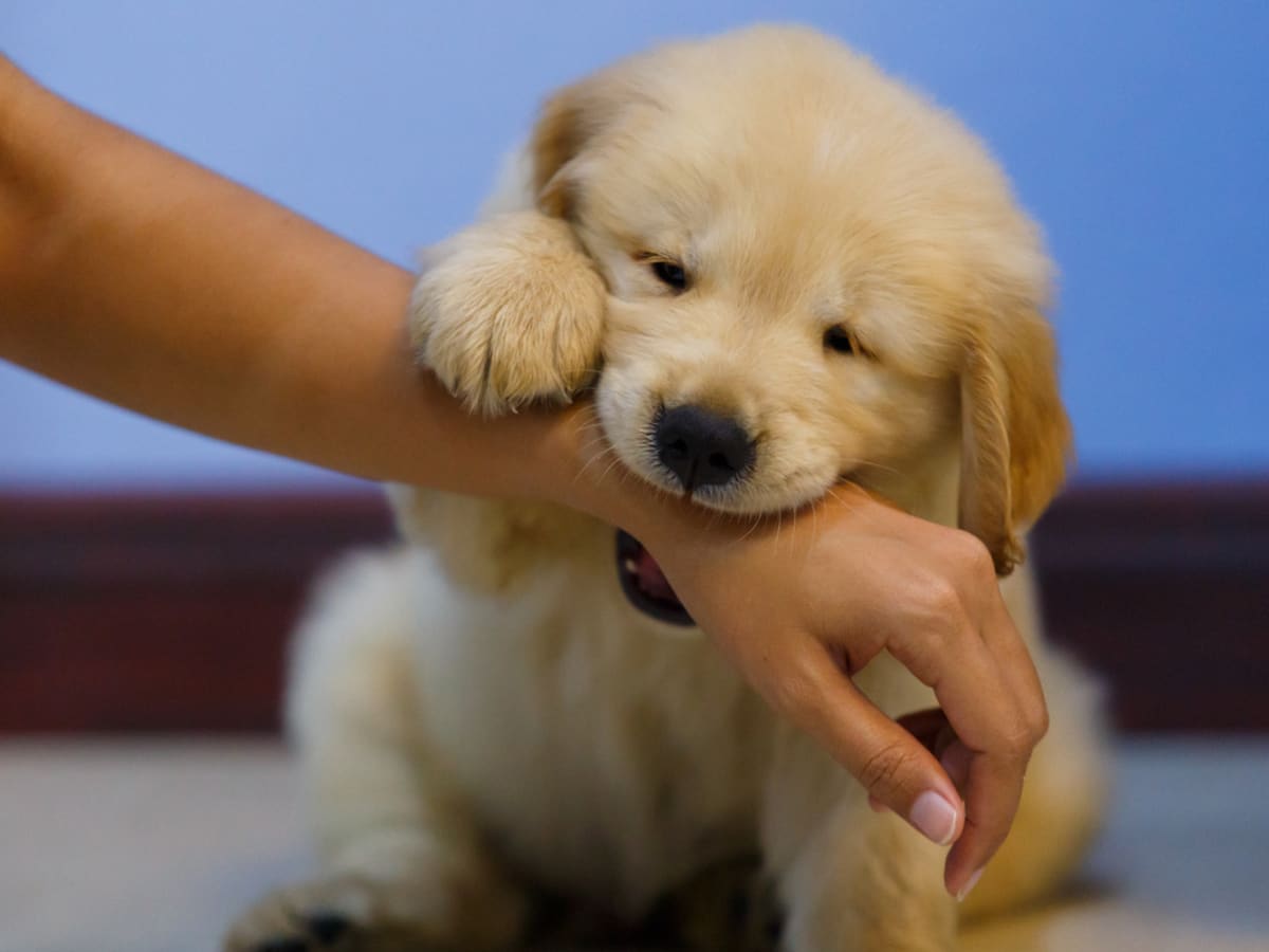 Puppy biting on everything top