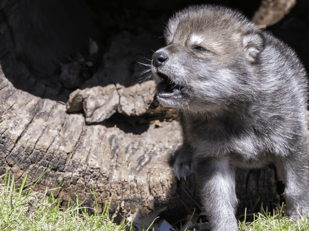 National Geographic s Video of Tiny Wolf Cubs Howling Is One to