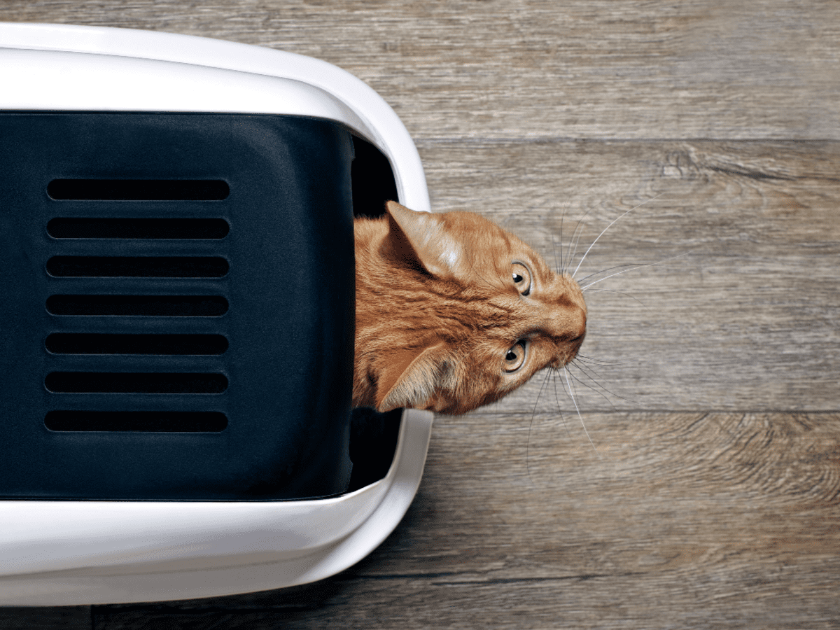 Dangerous Self Cleaning Litter Boxes Are Reportedly Claiming Cats Lives PetHelpful News