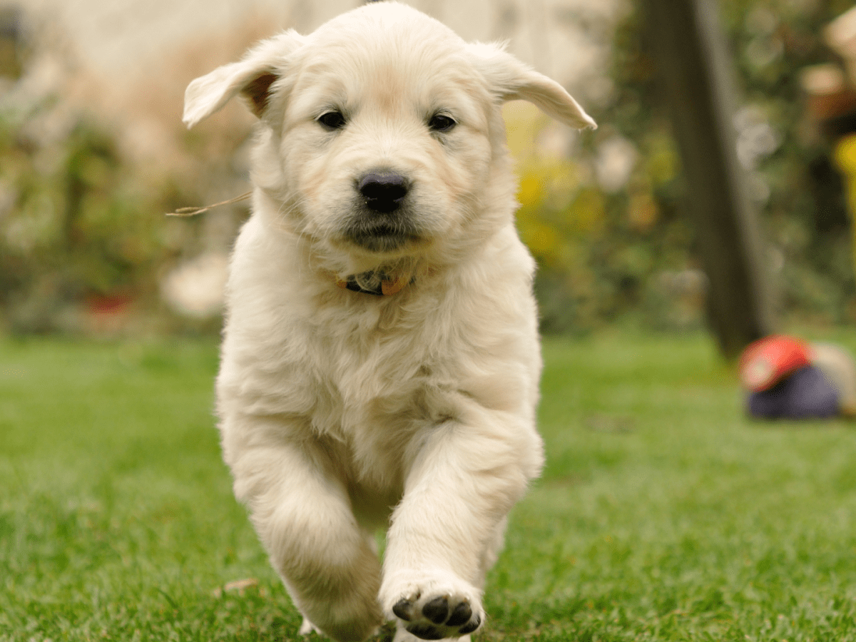Bu therapy dogs 2025