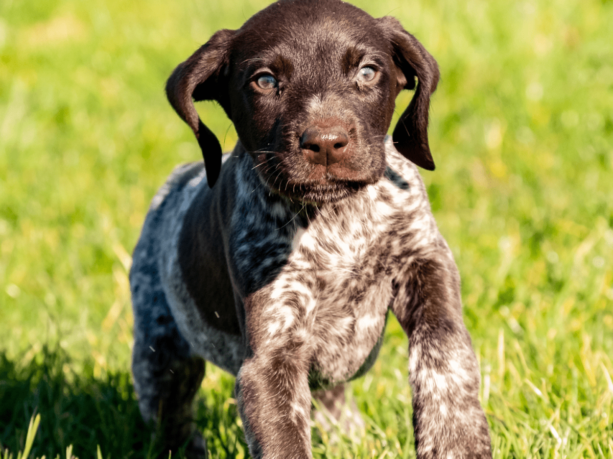 German shepherd wirehaired pointer discount