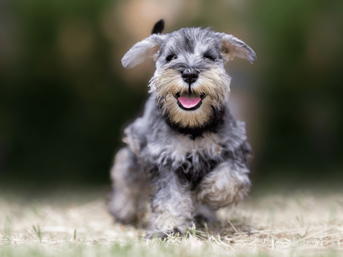 Mini Schnauzer s Dad Teaches Him On Your Mark Get Set Go and It s Too Cute PetHelpful
