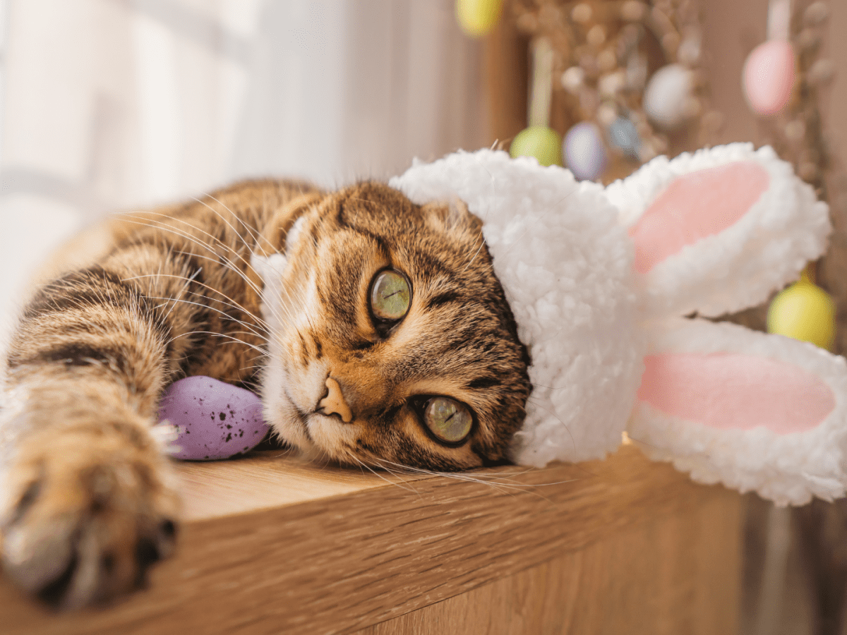 Cat in 2025 bunny costume
