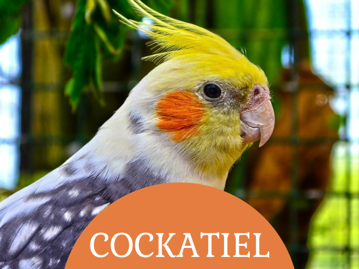 Pet stores that sell cockatiels best sale