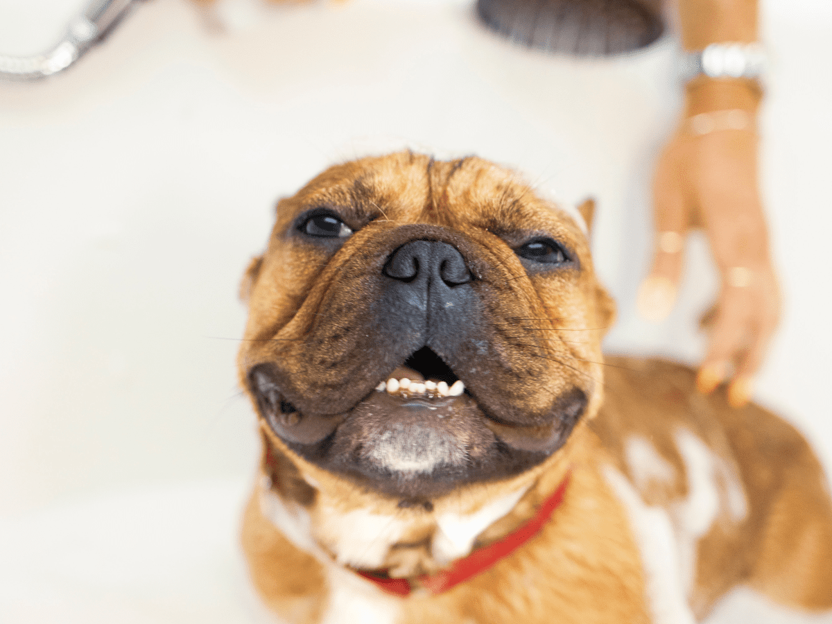 Seborrheic dermatitis dog shampoo on sale
