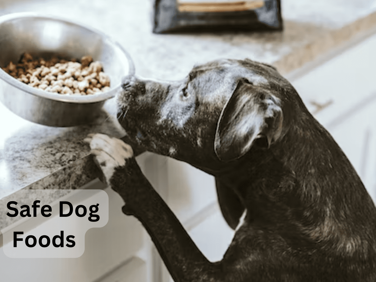 Nutro dog food linked to heart disease hotsell