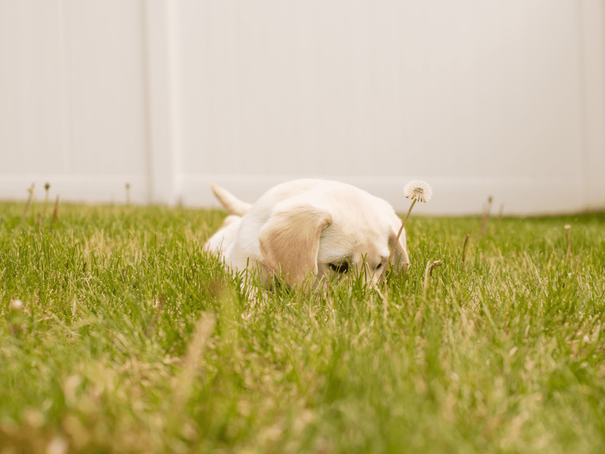 Home Remedies for Parvo in Puppies PetHelpful