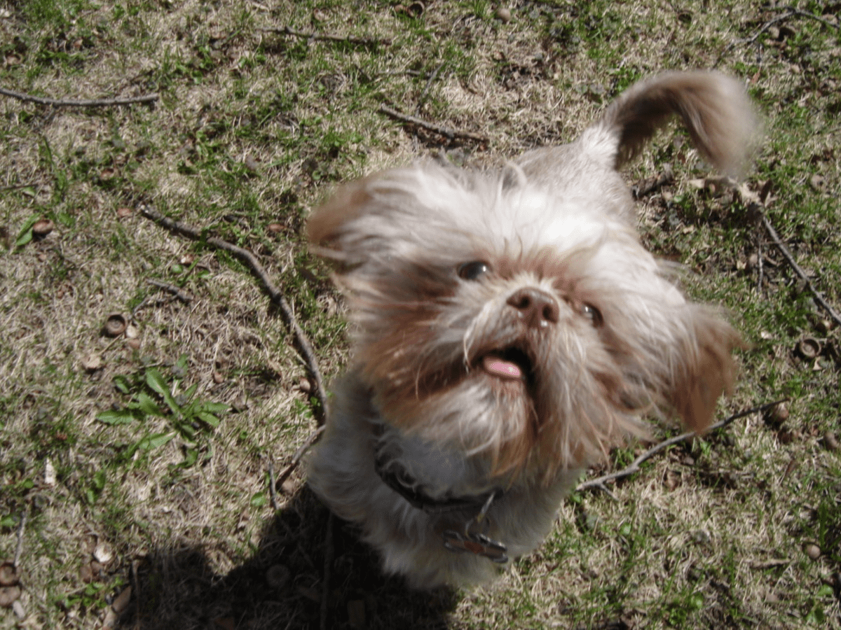 Teddy bear puppy full grown deals