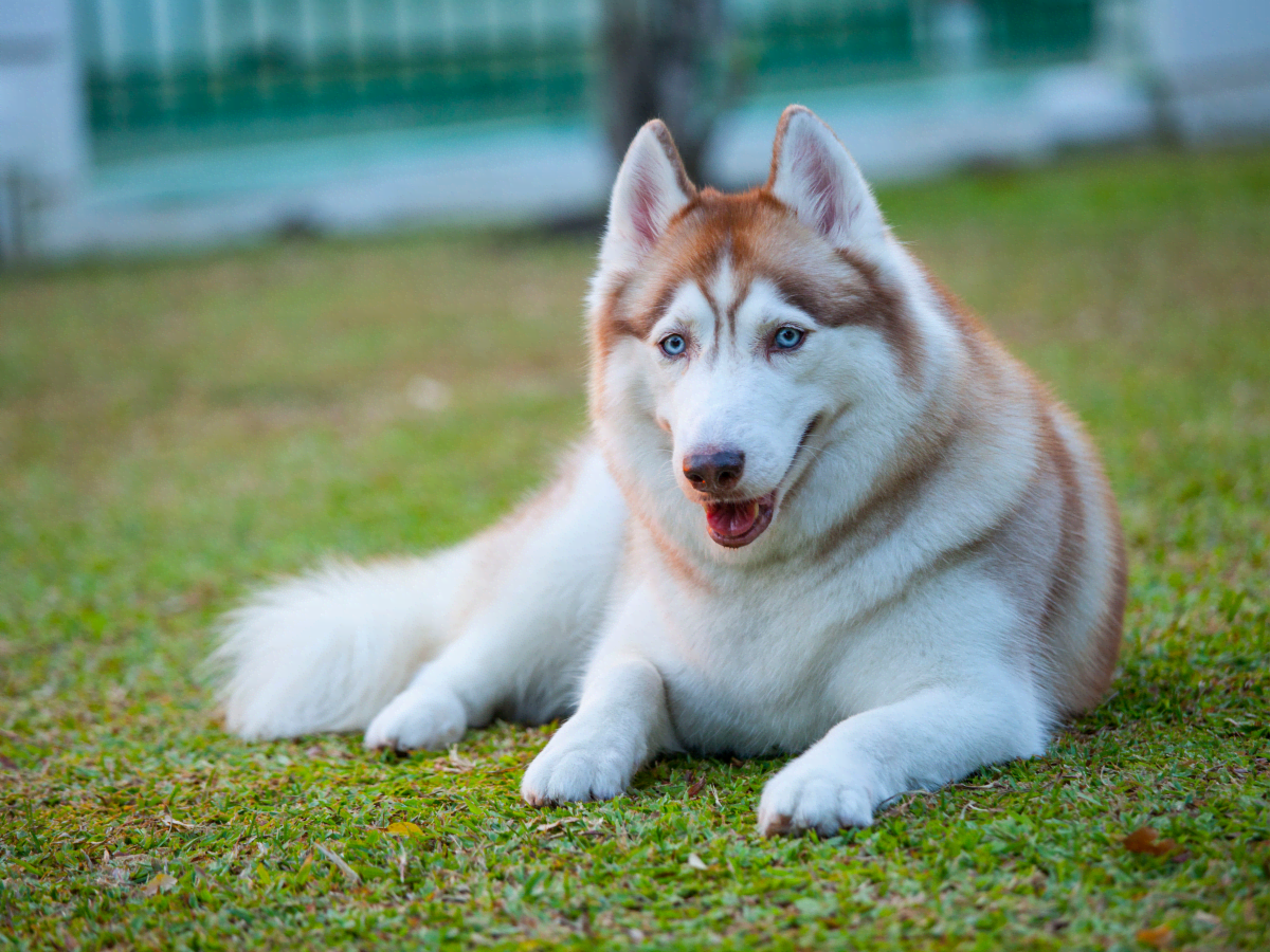 Husky coats online