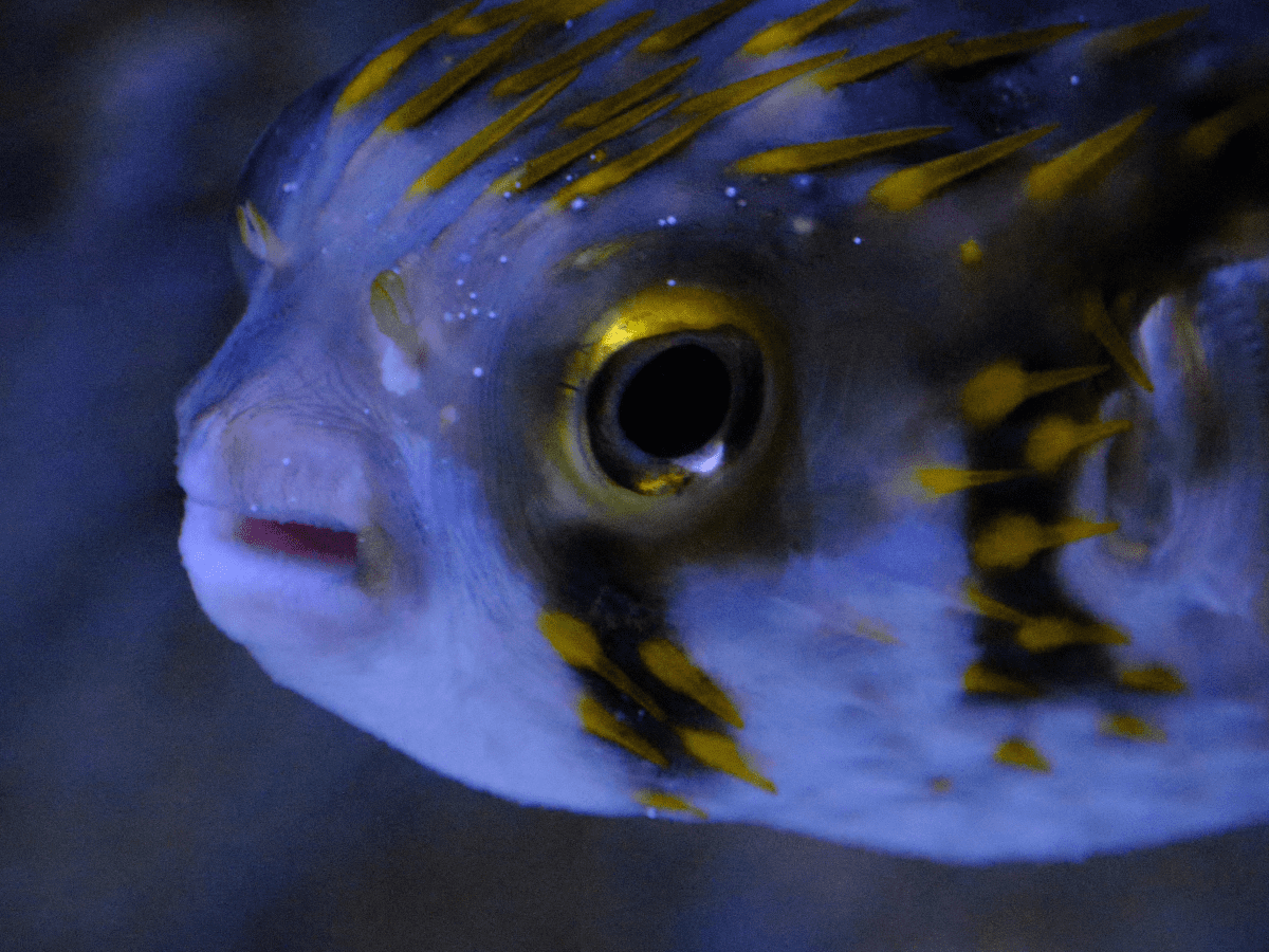 Porcupine puffer fish care sale