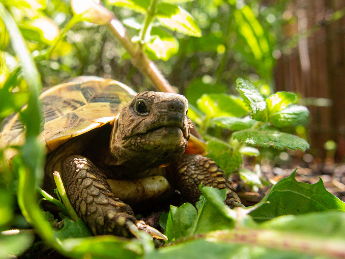 Substrates and Safe to Use Plants for Tortoise Enclosures PetHelpful