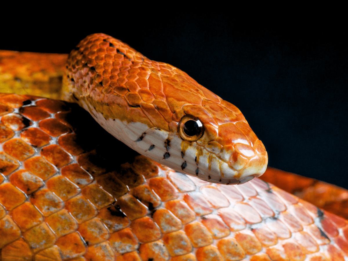 How to Care for Pet Corn Snakes Tanks Food Shedding and More PetHelpful