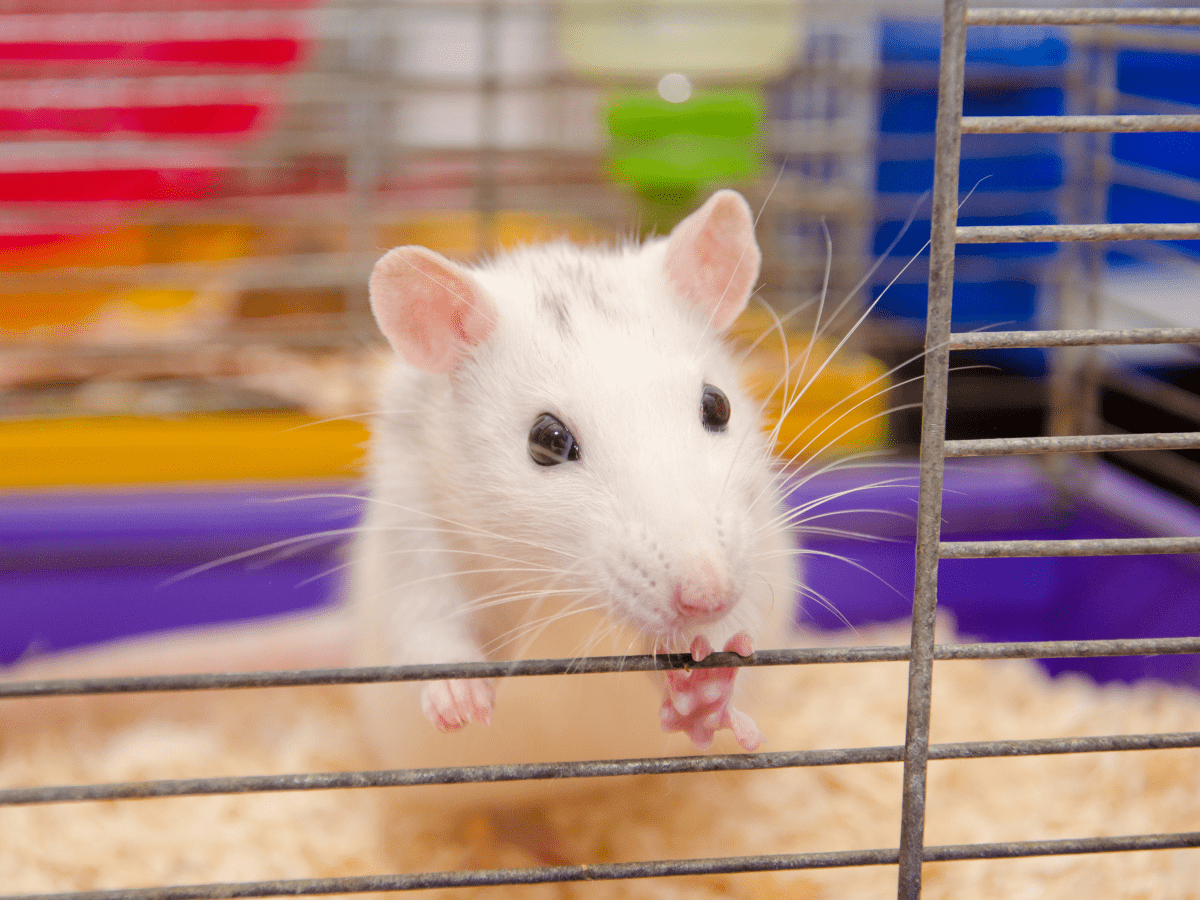 6 Things You Need to Have in Your Rat Cage PetHelpful