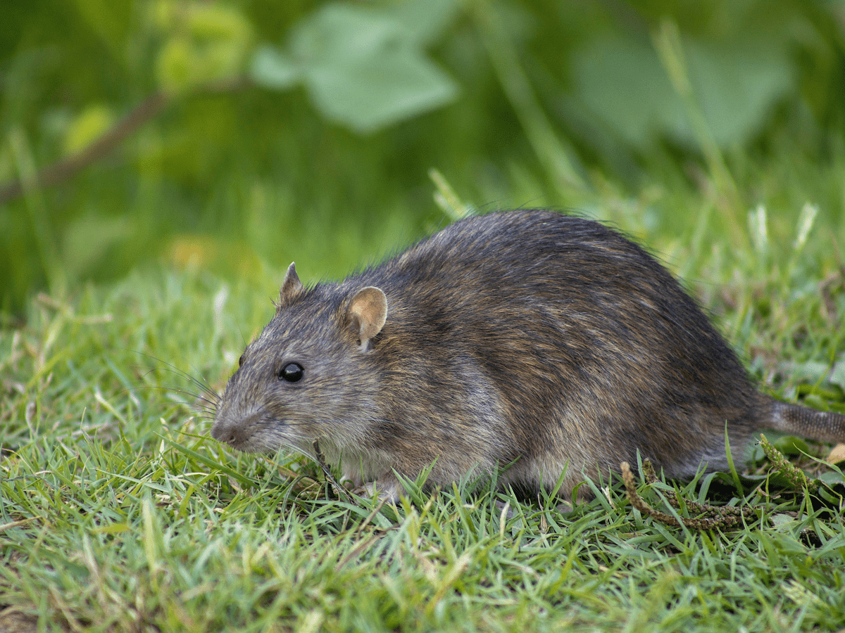 Pine bedding for rats hotsell