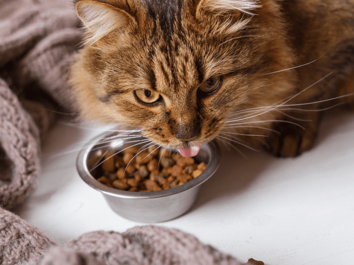 Cat not eating dry food hotsell