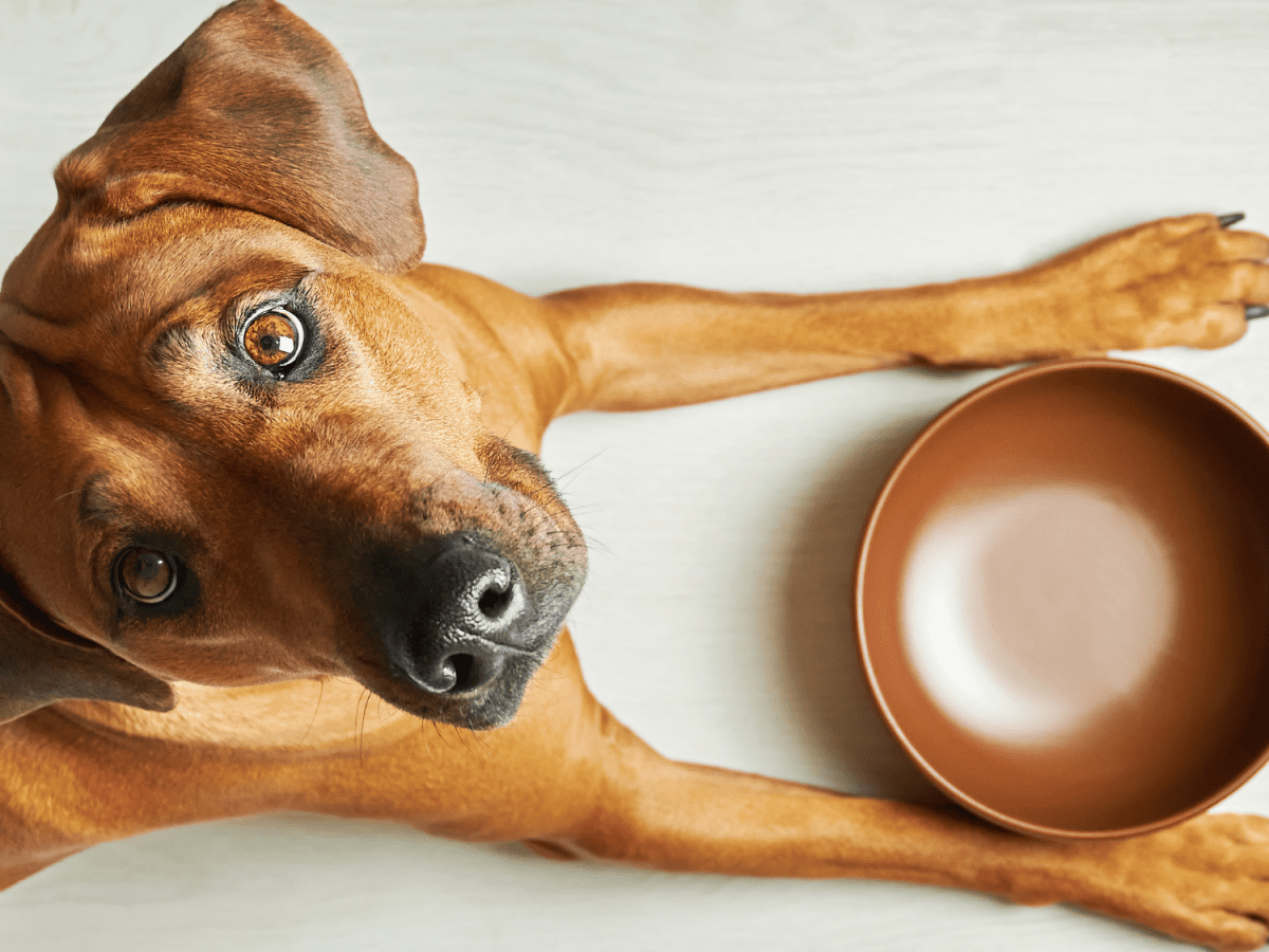 10 Common People Foods That Can Kill Your Dog PetHelpful