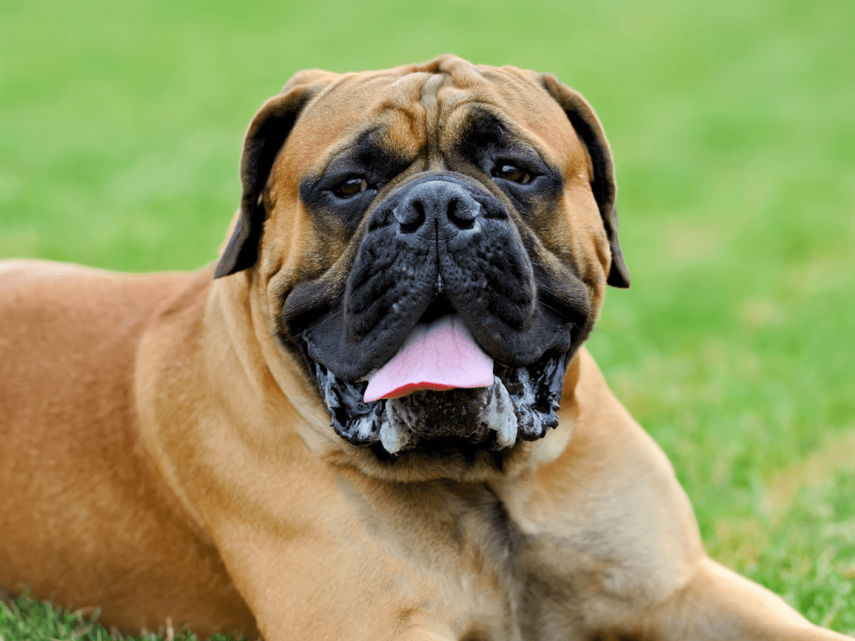 Top 10 Largest Dog Breeds in the World PetHelpful