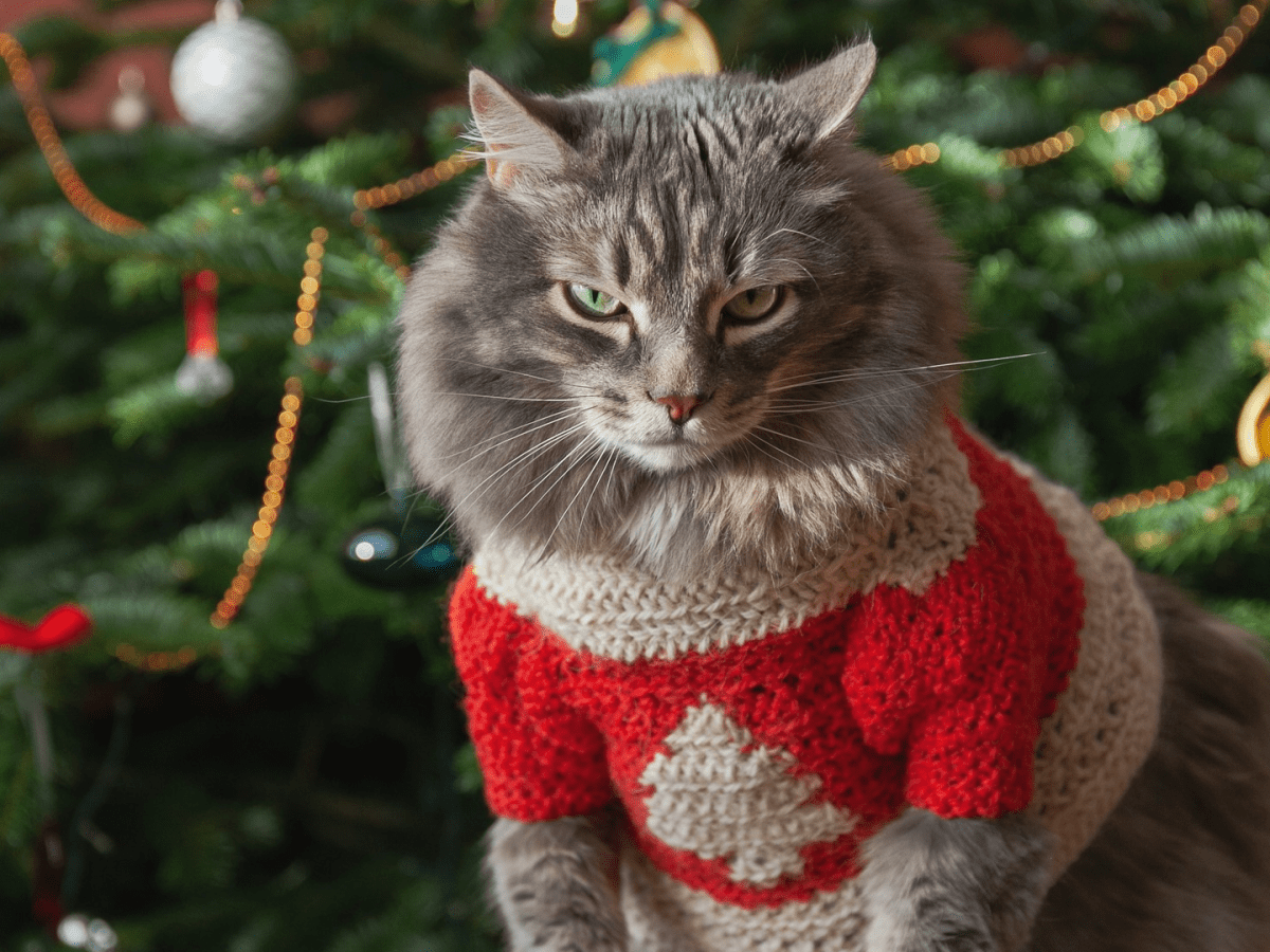 Feline festive shop knit sweater