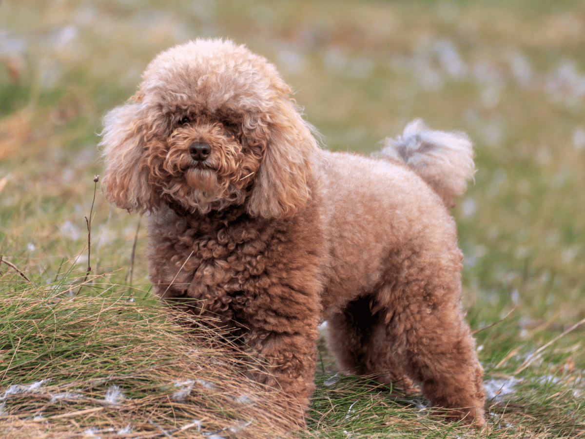 Cream miniature poodle best sale