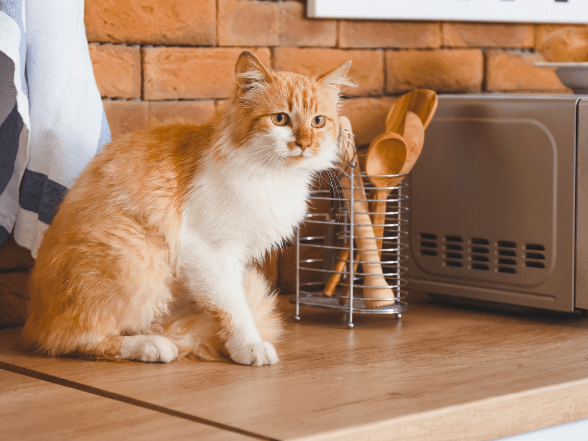 12 Ways to Keep a Stubborn Cat Off Kitchen Countertops PetHelpful